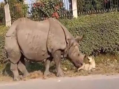 Dog was sleeping quietly on the roadside suddenly rhino came and then | VIDEO: गपचूप रस्त्याच्या बाजूला झोपला होता श्वान, अचानक तिथे आला एक गेंडा आणि मग...