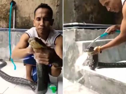 Man bathes king cobra by rubbing it with shampoo watch shocking viral video | खतरनाक! तरूणाने किंग कोब्राची शाम्पूने घासून घासून केली आंघोळ, व्हिडीओ व्हायरल