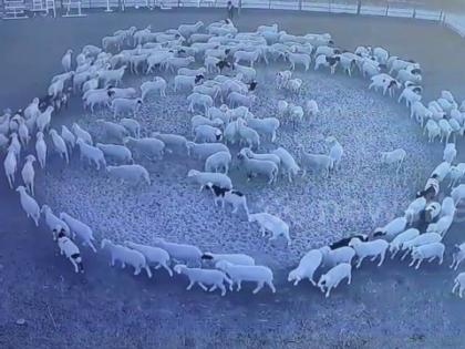 China : Sheep walking in circle for twelve days and continue in China video viral-z | VIDEO : लागोपाठ 12 दिवसांपासून एका सर्कलमध्ये फिरत आहेत मेंढ्या, वैज्ञानिकही झाले हैराण