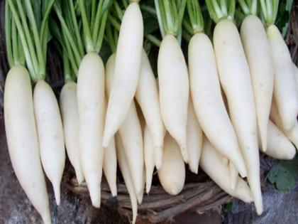 Radish health benefits in winters immunity cough and cold heart attack diabetes | Radish Benefits : हिवाळ्यात मूळा खाण्याचे फायदे वाचून व्हाल अवाक्...