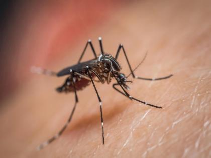 After Mosquito bite man goes in coma and doctors did 30 operation | फक्त एक डास चावल्यामुळे व्यक्तीवर केले गेले 30 ऑपरेशन, इतकंच काय तर तो कोमातही गेला