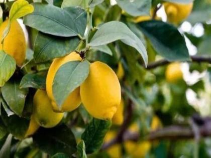 Lemon leaves water health benefits in kidney stone and mental health | लिंबाच्या पानांमध्ये लपला आहे आरोग्याचा खजिना, किडनी स्टोनची समस्या होईल दूर