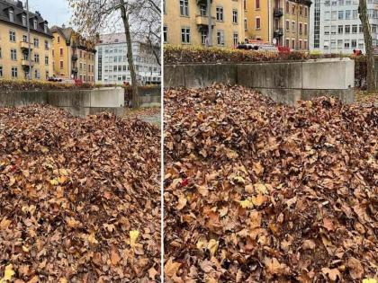 Optical illusion : Can you find the dog is hidden among dry leaves in 15 seconds | Optical Illusion: सुकलेल्या पानांमध्ये लपला आहे एक डॉगी, पण शोधणं आहे कठिण!