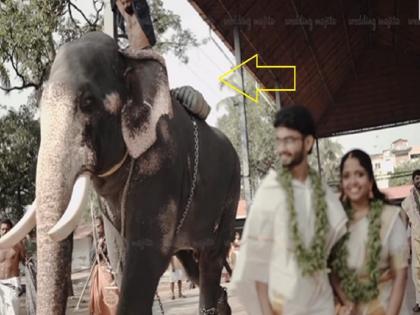 Elephant attack on man while photoshoot durnig a wedding of Kerala couple | Elephant Attack: लग्नाचं फोटोशूट करतं होतं कपल, तेव्हा हत्तीने केला हल्ला आणि मग...