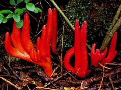 Most deadly fungus species in Asia mysteriously emerged Australia know the details | जगातलं सर्वात विषारी मशरूम, हे खाणं तर सोडाच केवळ स्पर्श केल्यानेही पडाल आजारी!