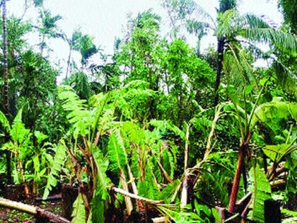 Gardeners lie in the middle of a hurricane outbreak | चक्रीवादळाच्या प्रकोपात बागायतदार आडवे