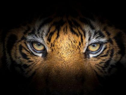 buy more cameras to prevent tiger slaughter, goa forest dept | 'वाघ हत्त्या रोखण्यासाठी वनखाते जास्त कॅमेरे खरेदी करणार'