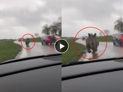 Viral Video on social media rhino running on road towards car traffic jam people shocked | Video: बापरे!! भररस्त्यात ट्रॅफिकमध्ये गेंडा थेट कारच्या दिशेने अंगावर धावून आला अन्...