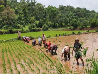 Rice planting started in the western part of Khed, Ambegaon and Junnar pune district | पुणे जिल्ह्यातील खेड, आंबेगाव व जुन्नर भागात भात लावणीला सुरुवात