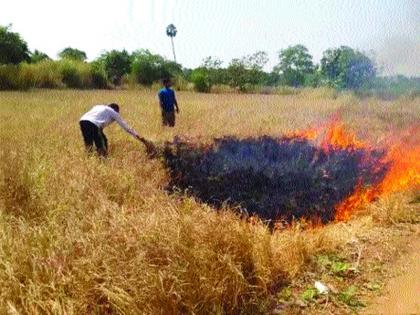 Due to the rabi season loss, the double crisis on the victims | भाताबरोबर रब्बी हंगामही हातून गेल्याने बळीराजावर दुहेरी संकट