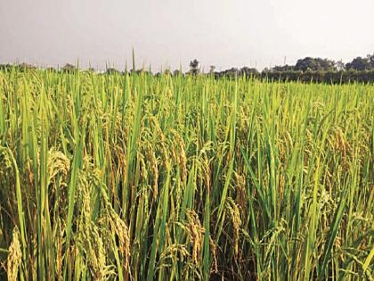 The golden day will bring 'black rice' to the black soil of Vidarbha | विदर्भाच्या काळ्या मातीत ‘ब्लॅक राईस’ आणणार सोनेरी दिवस 