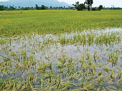 Paddy cultivation in the Mangaon is horizontal | माणगावमध्ये भातशेती झाली आडवी