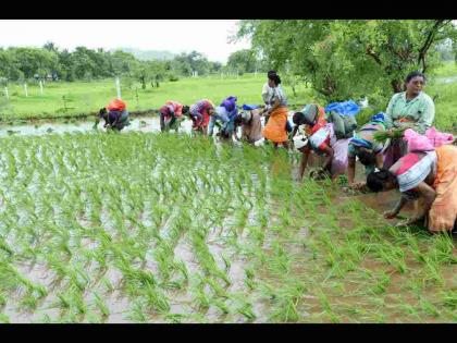 Emphasis on Char Sutri Rice Cultivation, Aided by Department of Agriculture; Time and money will be saved | चारसूत्री भात लागवडीवर भर, कृषी विभागाचे साहाय्य; वेळ व आर्थिक बचत होणार