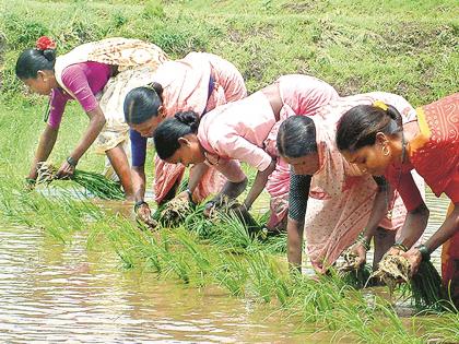 Seed saving if planted in rows | ओळीत लागवड केल्यास बियाणांची बचत