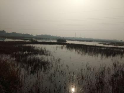 Protected Bondage Phadee Marine Emptying Shedding Land in Shahapur Village Paddy Land | संरक्षक बंधारे फाेडून सागरी उधाणाचे खारेपाणी घूसले माेठे शहापूर गावच्या भातशेती जमिनीत