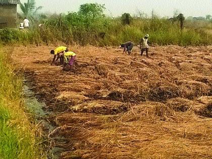 Paddy cultivation works due to lack of livelihood | शेतमजुरांअभावी भातशेतीची कामे खोळंबली