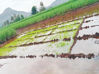 Damage to rice plants due to incessant rains, picture from Koparde Haveli area satara | Satara: सततच्या पावसामुळे भाताच्या रोपांचे नुकसान, कोपर्डे हवेली परिसरातील चित्र 