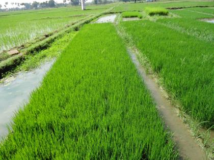 36 mm rain in three days in Pune district, work on rice nurseries started | पुणे जिल्ह्यात तीन दिवसांत ३६ मिलिमीटर पाऊस, भात रोपवाटिकांचे काम सुरू