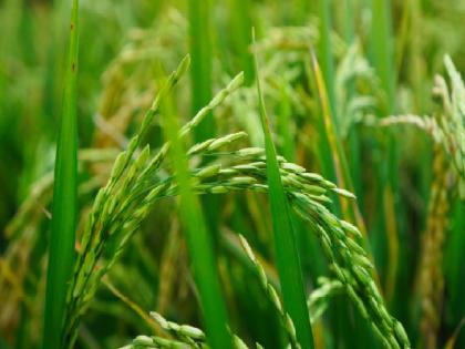 Inclusion of Kharif season rice crop in crop insurance scheme; Notice of Kisan Sangh demand | खरीप हंगामातील भात पिकाचा पीकविमा योजनेत समावेश; किसान संघाच्या मागणीची दखल