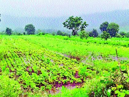 Due to the threat of pulses crops | पावसाने कडधान्य पिके धोक्यात