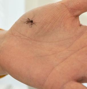 अरे बापरे! हाताने पटापट डास मारता पण हात धूतच नाही? ३ आजारांचा खूपच धोका