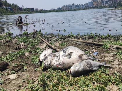 A hoard of millions of fish was suddenly found in Jambhulwadi Lake in Pune Chances of major casualties | Video: पुण्यातील जांभुळवाडी तलावात अचानक आढळला लाखो माशांचा खच्च; मोठा घातपात असल्याची शक्यता