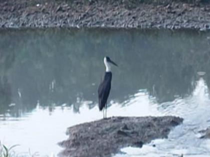 Migratory Karkai bird sightings in Rajapur area | राजापूर परिसरात स्थलांतरीत करकाेचा पक्ष्याचे दर्शन, तीन वर्षानंतर झालं पुन्हा आगमन 