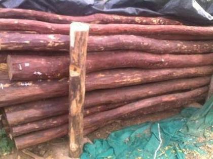 2.5 Crore stock of blood sandalwood seized, smuggling of blood sandalwood from JNPA port | अडीच कोटींचा रक्तचंदन साठा जप्त, जेएनपीए बंदरातून रक्तचंदनाच्या तस्करीचा सिलसिला