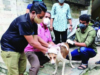 Free vaccination of 60,000 stray, pet dogs in 20 years | वीस वर्षांत ६० हजार भटक्या, पाळीव कुत्र्यांचे मोफत केले लसीकरण