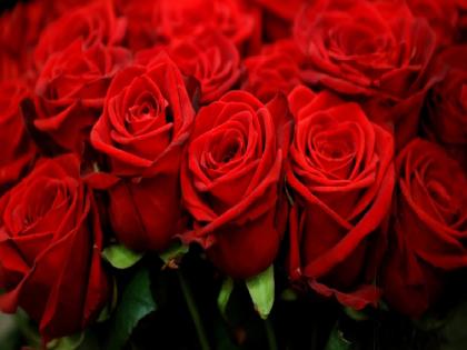 Railways start exporting roses to Delhi from Miraj, prices of roses increased for Valentine's Day | मिरजेतून रेल्वेने दिल्लीला गुलाबाची निर्यात सुरू, 'व्हॅलेंटाइन डे'साठी गुलाबाचे दर वधारले