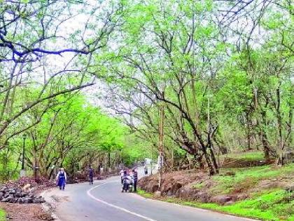 The streets of Satara city are decorated with greenery | सातारा शहरातील रस्त्यांना हिरवाईचा साज!, वृक्षांचे होतेय संवर्धन