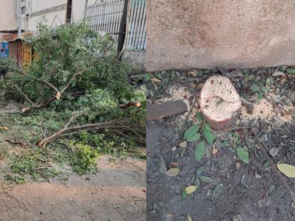 The thieves in Khamgaon are now fighting with sandalwood; Sandalwood tree stolen from National High School | खामगावातील चोरट्यांना आता चंदनाचा लळा; नॅशनल हायस्कूलमधील चंदनाचे झाड चोरीला