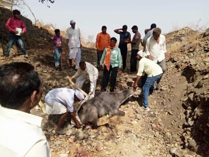 Nilgay deaths in dogs attack; The villagers have been accused of delaying the forest department | कुत्र्यांच्या हल्ल्यात रोहिचा मृत्यू; वनविभागच्या दिरंगाईमुळे प्राण गेल्याचा ग्रामस्थांचा आरोप