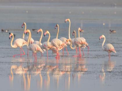 Decrease in number of birds due to drought | दुष्काळामुळे पक्षांच्या संख्येत निम्म्याने घट