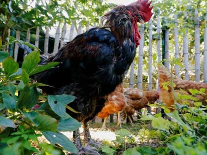 cock attacked on woman when collecting egg; Died | अंडे उचलायला गेलेल्या महिलेवर कोंबड्याने चढविला हल्ला; मृत्यू झाला