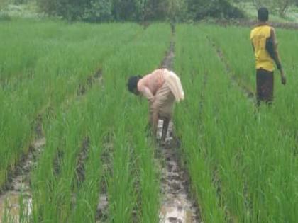 Agricultural work has accelerated due to reduced rainfall in Kolhapur district | कोल्हापूर जिल्ह्यात पावसाची भुरभुर, रोप लागणीची धांदल; पंचगंगा नदीची पाणी पातळी कमी झाली Agricultural work has accelerated due to reduced rainfall in Kolhapur district | कोल्हापूर जिल्ह्यात पावसाची भुरभुर, रोप लागणीची धांदल; पंचगंगा नदीची पाणी पातळी कमी झाली