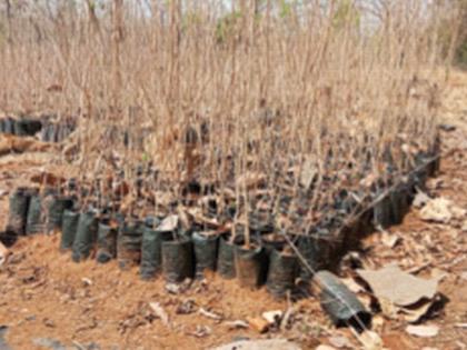 The seedlings in the nursery of the Rural Employment Guarantee Scheme have dried up | ग्रामीण रोजगार हमी योजनेच्या रोपवाटिकेतील रोपे गेली सुकून