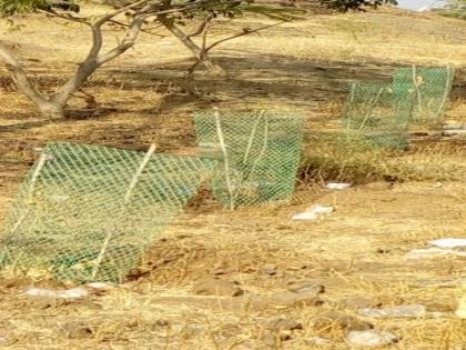 Water will be given to two lakh plants in Nandurbar taluka | नंदुरबार तालुक्यात दोन लाख रोपांना वनविभाग देणार पाणी Water will be given to two lakh plants in Nandurbar taluka | नंदुरबार तालुक्यात दोन लाख रोपांना वनविभाग देणार पाणी