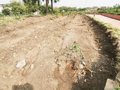 Instead of beautiful roses in the garden all year round, ugly bites | अवघ्या वर्षभरात उद्यानात सुंदर गुलाबपुष्पांऐवजी कुरूप काटेच