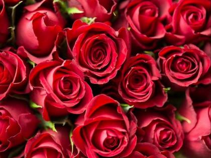 production of roses increased ahead of valentines day export started amp | कोरोनात कोमेजलेला गुलाब ‘व्हॅलेंटाइन’ला बहरणार; निर्यातीला सुरुवात, उत्पादनही वाढले