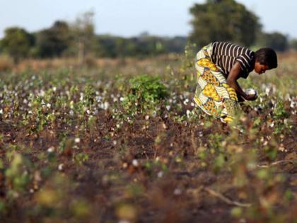 More than 60% of the children in Maharashtra are working as farm workers, Crores report | महाराष्ट्रातील ६० टक्क्यांहून अधिक बालकामगार करतात शेती, क्रायचा अहवाल