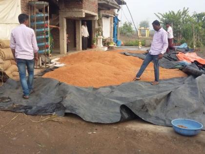 ; Rainfall in Wardha district | वाळत टाकलेल्या हरभऱ्यात शिरले पाणी; वर्धा जिल्ह्यात अवकाळी पाऊस