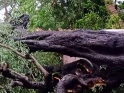 Child dies after falling from tree branch | अंगावर झाडाची फांदी पडून बालकाचा मृत्यू