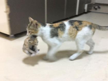 Istanbul cat carried her kitten to a hospital heartwarming pics goes viral myb | मांजरीचं पिल्लू आजारी पडलं; मग काय या मनीमाऊने स्वतःच रुग्णालयात नेलं, पाहा व्हायरल फोटो