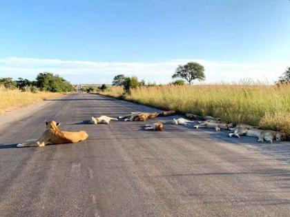 Lockdown : viral pic of lions nap on road during south african lockdown myb | घरात बंद असलेल्या लोकांनीच बदलून टाकलंय प्राण्याचं आयुष्य, नक्की बघा 'हे' व्हायरल दृश्य