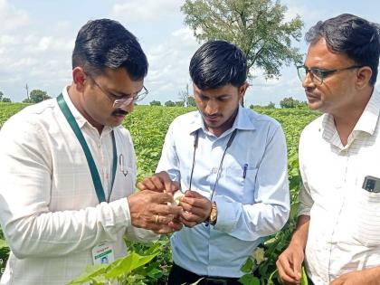 Bollworm crisis in Akola district; Panic among farmers, inspection by officials | अकोला जिल्ह्यात बोंडअळीची संकट; शेतकऱ्यांमध्ये धास्ती, अधिकाऱ्यांकडून पाहणी