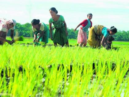 Kharip on 5 lakh 7 thousand hectares | पाच लाख सात हजार हेक्टरवर ‘खरीप’