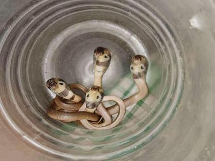 When five 'cobra' chicks are found in the row-house; Incident in DGP Nagar, Nashik | ‘कोब्रा’ची पाच पिल्ले रो-हाउसमध्ये आढळतात तेव्हा; नाशिकच्या डिजीपीनगरमधील घटना