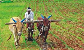 Submit the amount of help to the farmers' account in three days; Otherwise action! | मदतीची रक्कम तीन दिवसांत शेतकऱ्यांच्या खात्यात जमा करा; अन्यथा कारवाई!