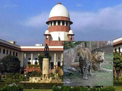 Supreme Court dismisses plea against Greens Zoological Rescue and Rehabilitation Center in Jamnagar | सुप्रीम कोर्टाने फेटाळली GZRRC विरुद्धची याचिका, जामनगरमध्ये प्राणीसंग्राहालय उभारण्याचा मार्ग मोकळा